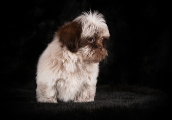 Shih-Tzu en studio sur fond noir