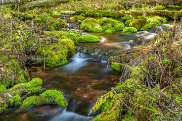 Obraz premium Mossy Rock Stream