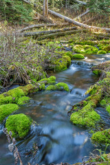 Mossy Rock Stream