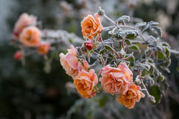 Rosenblüten mit Reif
