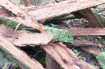Pile of old tattered bark covered with moss