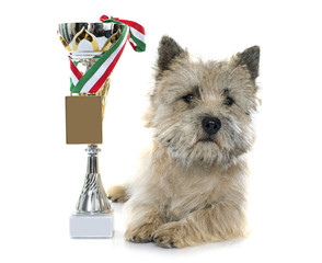 winer cairn terrier
