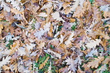 Top view of a layer of fallen oak leaves