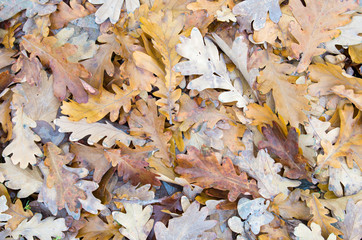 Top view of a layer of fallen oak leaves