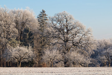 Sulzeiche mit Reif am Schönbuchrand - Quercus robur