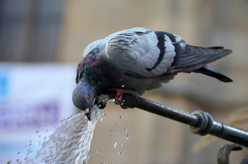 Dove drinking water from source