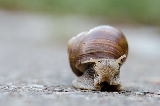 Large garden snail walking on road closeup