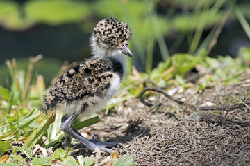 Cub of Southern lapwing, Vanellus chilensis