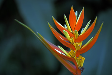 Search photos heliconia