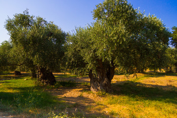 Old olive trees