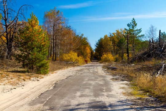 Golden Autumn in Ukraine. Old road in the forest