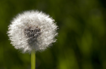 Fluffy dandelion, close-up
