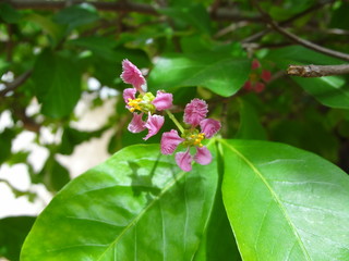 Flor da Acerola