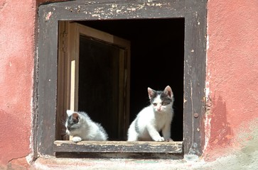 Two small kittens in the old window