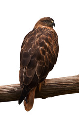 buzzard sitting on a branch isolated on white background
