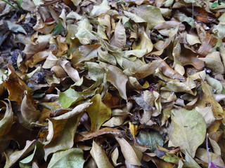 Folhas no Chão