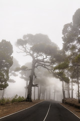 Fog on highland road in the pine forest of El Hieerro - Canary islands - Spain