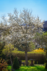 Alter Magnolienbaum im Garten