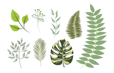 Stickers pour porte Monstera Vector Collection Exotic leaves (individual objects)