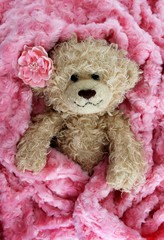 BABY BEAR IN A PINK FUZZY BLANKET-COLOR