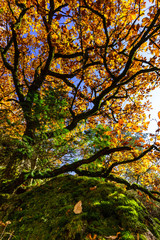 Fototapeta na wymiar Golden autumnal trees in the forest, nature