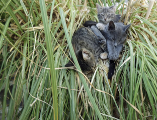 small and cute cats are playingaround