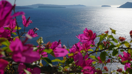 colorful flowers in greece village oia on santorini - obrazy, fototapety, plakaty