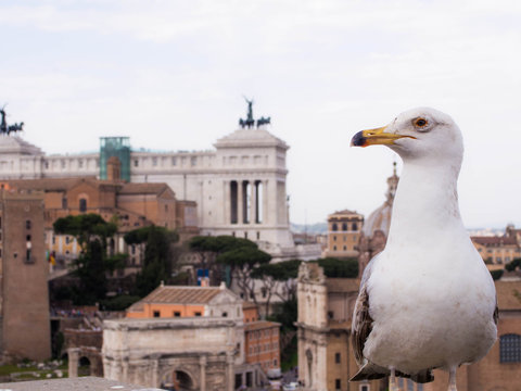 「ヴィットーリオ」の写真素材 67件の無料イラスト画像 Adobe Stock