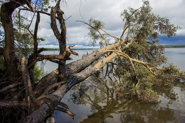 упавшая сосна © boulevard5