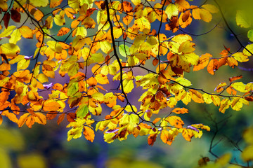 Golden autumnal trees in the forest, nature