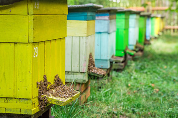 Natural beehives with bees in sunny day