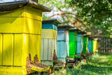 Wooden beehives in garden