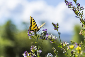 Butterfly on Flowers