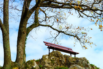Single loneliness bench over the tree, autumn concept