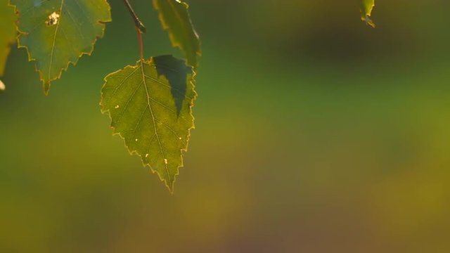 Isolated birch leaf in evening light, shallow depth of field
