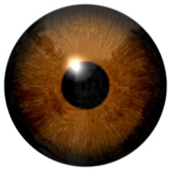 Brown eye illustration isolated on white - 96801074