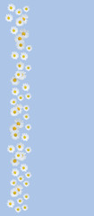 White daisy flower summer margin on Serenity Blue background