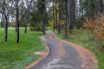paved walkway through the trees