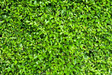 green leaf background