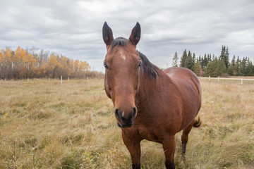 Naklejka premium close up of a brown horse
