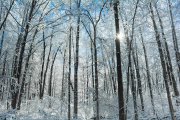 Snowy Winter Forest Scene