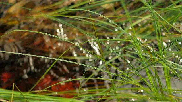 Green grass stems, stream with bokeh balls in background