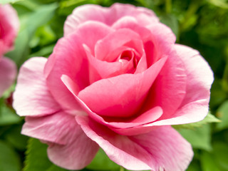 Rose in Bloom Closeup Outdoors