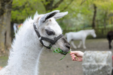 White lama fed with grass © Manuel Findeis