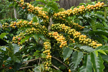 Yellow and green beans coffee on a tree.