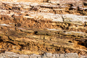 Old bark detail