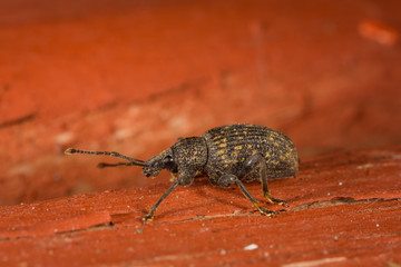 Black Vine Weevil Otiorhynchus Sulcatus