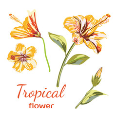 Vector Hand drawn Hibiscus Flower. Collection Tropical flowers