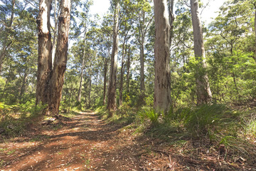 Walking Trail in the Karri Forest with Green Leaves and Lush Green Ground Cover on Forest Floor