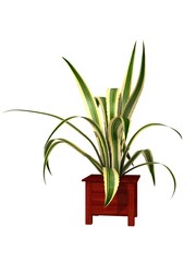 potted plant